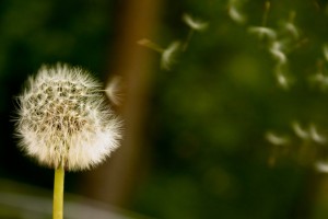 Blowing dandelion fluffy umbrella