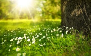 Forgetting past sins and transgressions can be likened to a beautiful morning