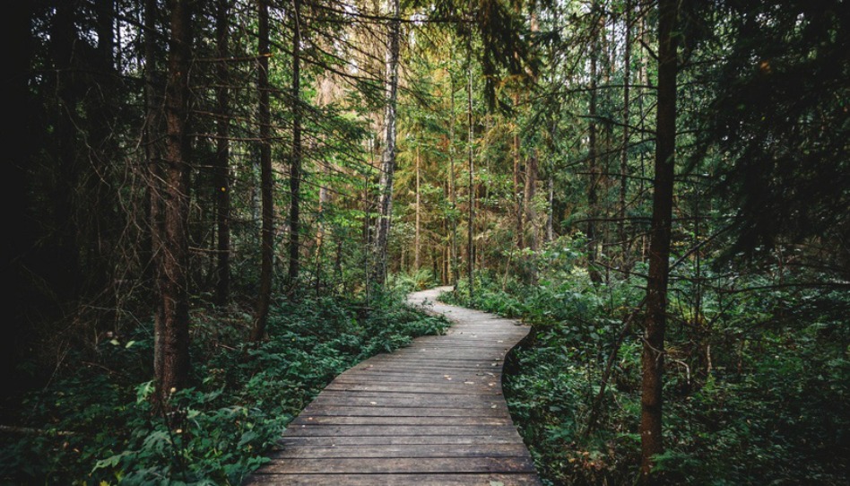 Road in the woods