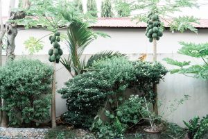 home garden