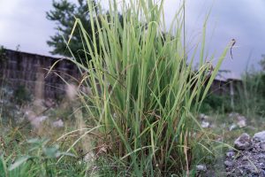weeds
