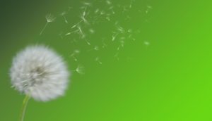 as calm as a dandelion fluff