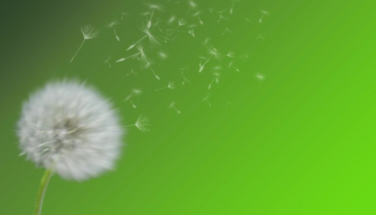 as calm as a dandelion fluff