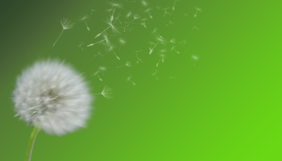 as calm as a dandelion fluff